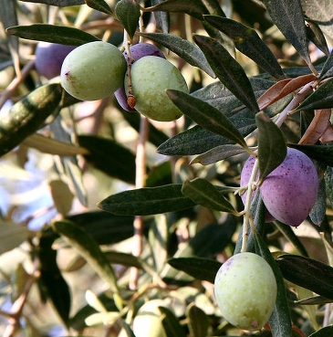 Olivensten: Biomassebrændsel